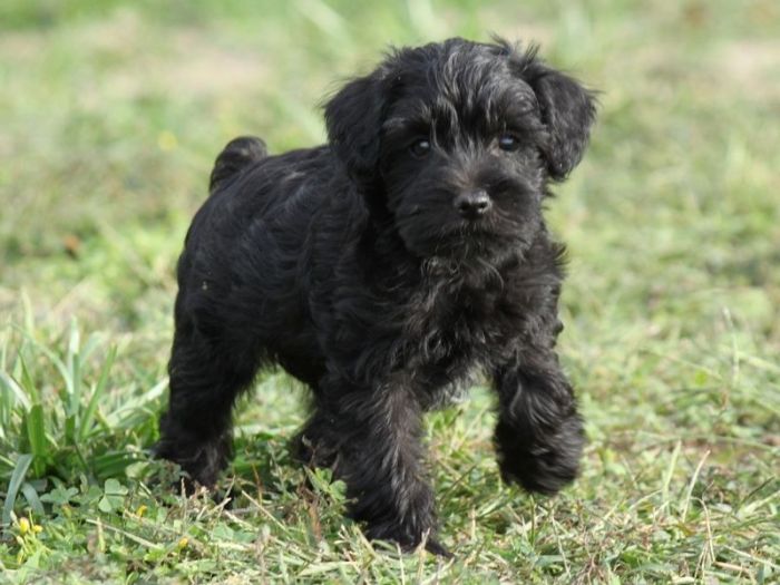 Dog drawing easy schnoodle