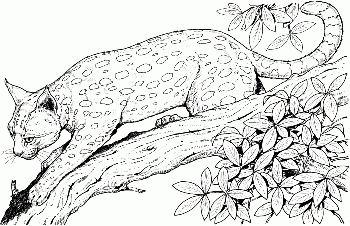 Free coloring pages animals printable