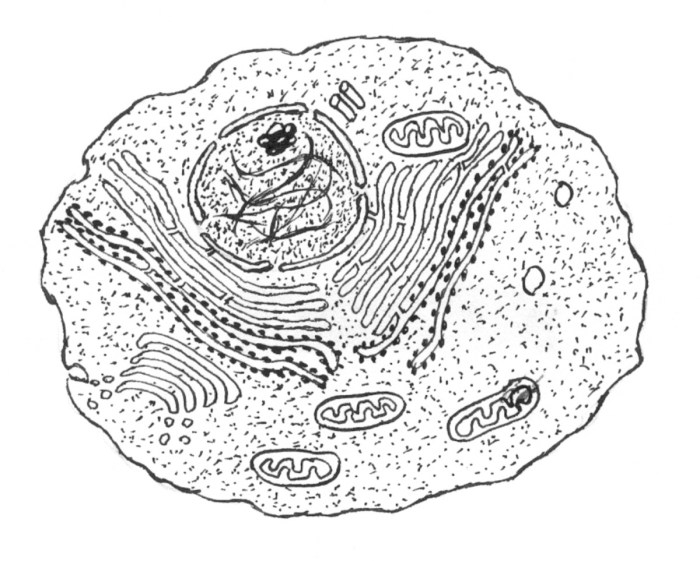 Eukaryotic animal cell coloring sheet answer key