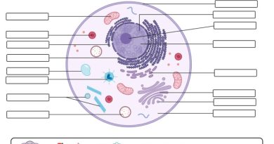 Eukaryotic animal cell coloring sheet answer key