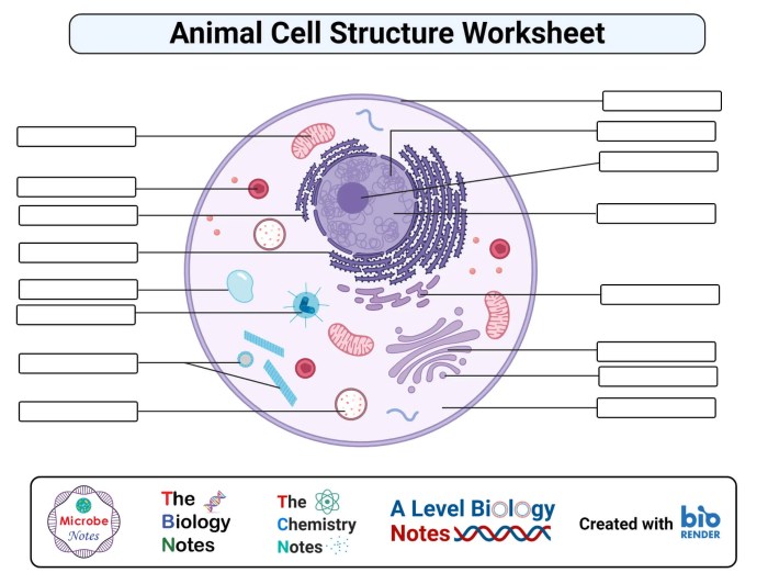 Eukaryotic animal cell coloring sheet answer key