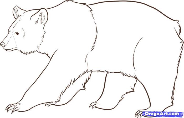 Drawing of a black bear easy