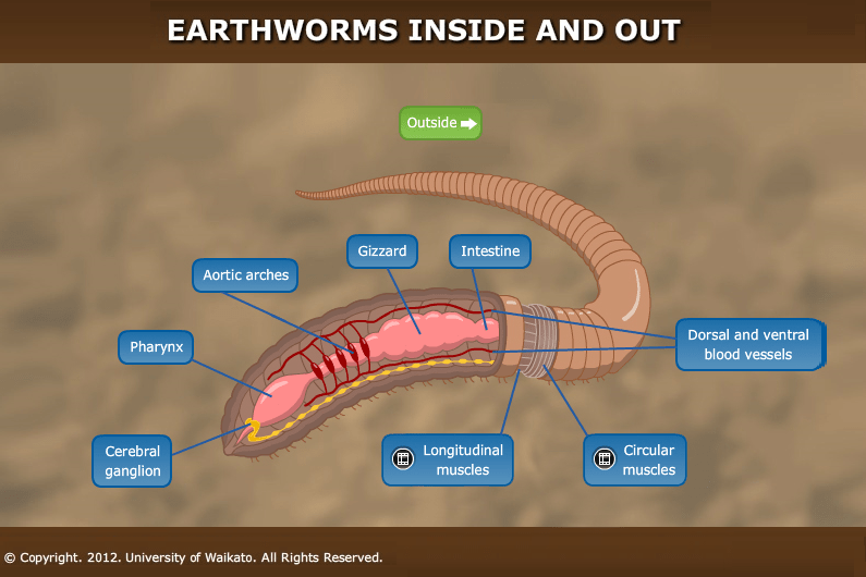 Earthworm respiratory system easy drawing