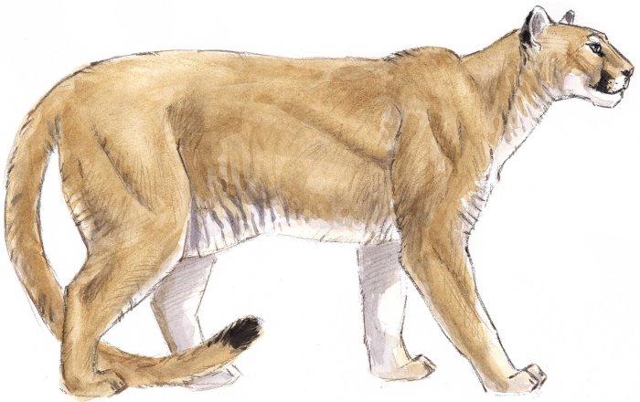 Mountain lion drawing easy mountain line drawing