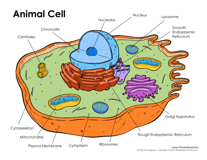 Animal cell coloring diagram