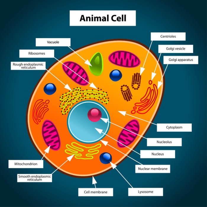 Animal cell coloring page labels