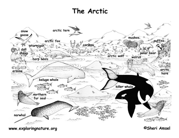 Arctic animals coloring pages pdf