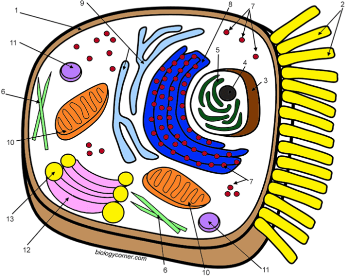 Animal cell coloring diagram