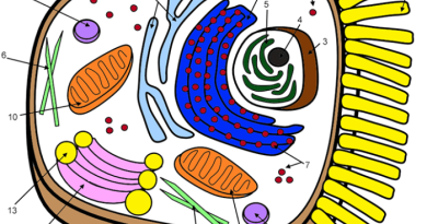 Animal cell coloring page labels