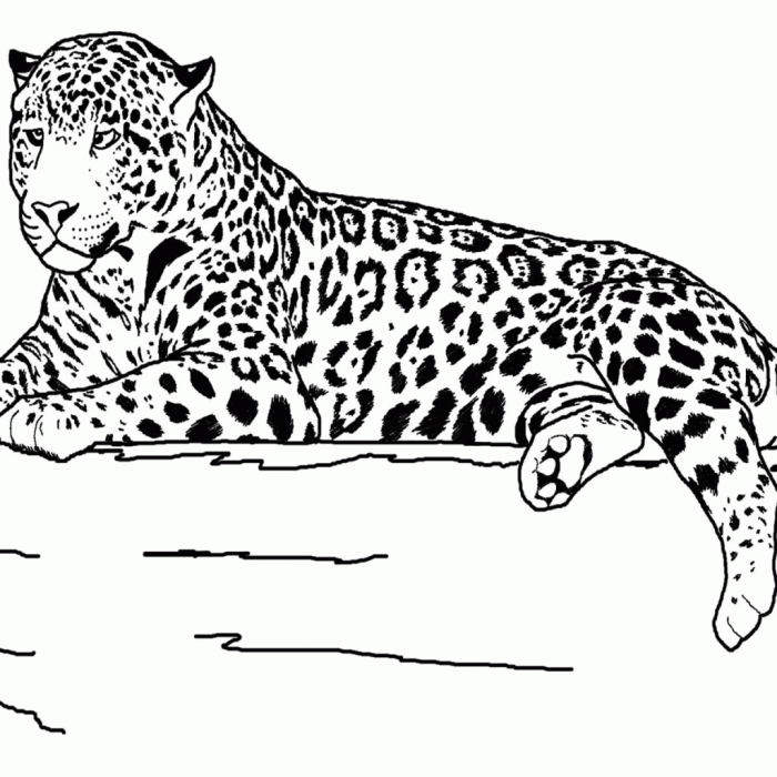 Coloring pages for teenage girls animals