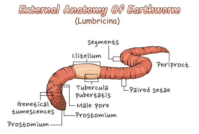 Earthworm respiratory system easy drawing