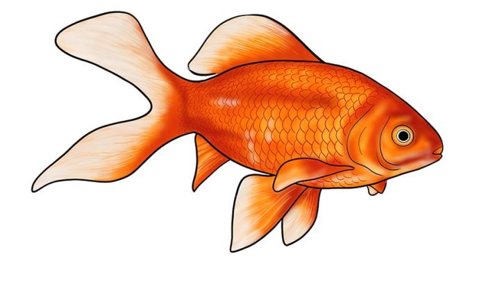 Goldfish drawing of a feeder fish easy