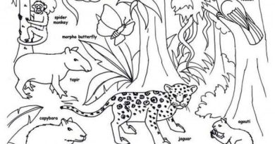 Tropical rainforest animals coloring pages