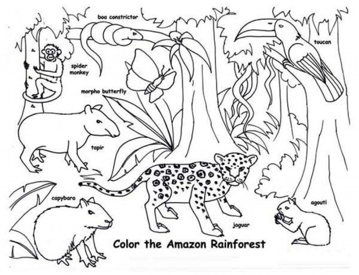 Tropical rainforest animals coloring pages